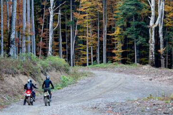 bikes in forest