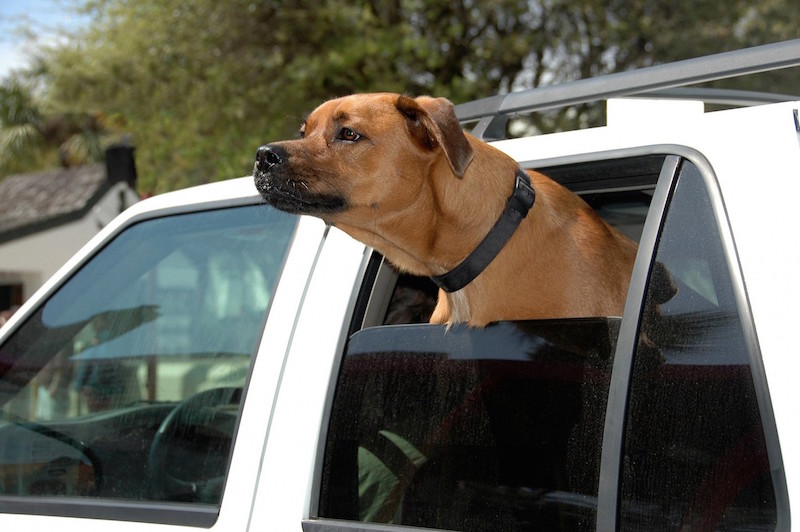 Dog with head out a car window