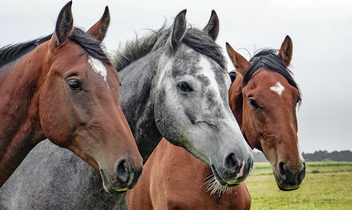3 horses